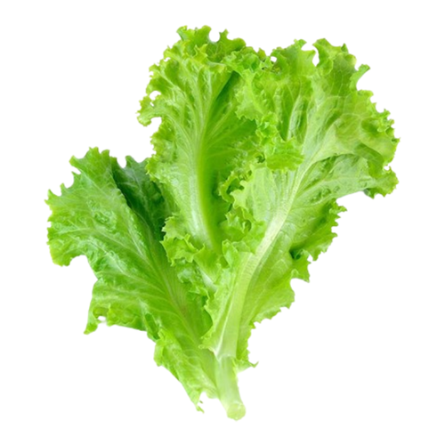 Gourmet Green Ice Lettuce | 200g